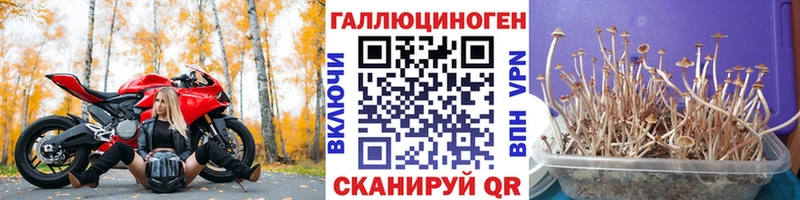Псилоцибиновые грибы Psilocybine cubensis  Ахтубинск 